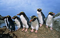 Snares Crested penguin (Eudyptes robustus) group on coast, Snares Islands, New Zealand Sub-Antarctic Islands.