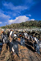 Snares-crested penguin ( Eudyptes robustus) group flowing route up granite slope into Olearia forest. Snares Island, New Zealand Sub-Antarctic Islands. Endemic and vulnerable species.