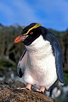 Snares-crested penguin ( Eudyptes robustus) Snares Island, New Zealand Sub-Antarctic Islands. Endemic and vulnerable species.