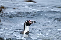 Humboldt penguin (Spheniscus humboldti) swimming through waves, Tilgo Island, La Serena, Chile. Vulnerable species.