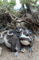 Humboldt penguin (Spheniscus humboldti) with chicks under desert bush. Tilgo Island, La Serena, Chile. Vulnerable species.