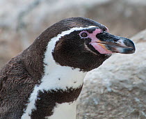 Humboldt penguin (Spheniscus humboldti) portrait, Tilgo Island, La Serena, Chile. Vulnerable species.