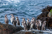 Humboldt penguin (Spheniscus humboldti) group gathering at landing site. Tilgo Island, La Serena, Chile. Vulnerable species.