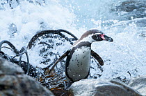 Humboldt penguin (Spheniscus humboldti) returning on shore with kelp. Tilgo Island, La Serena, Chile. Vulnerable species.