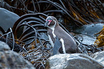 Humboldt penguin (Spheniscus humboldti) on shore with kelp. Tilgo Island, La Serena, Chile. Vulnerable species.
