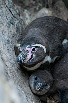 Humboldt penguin (Spheniscus humboldti) guarding chicks in nesting cavity. Tilgo Island, La Serena, Chile. Vulnerable species.
