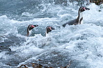 Humboldt penguin (Spheniscus humboldti) swimming through wave wash. Tilgo Island, La Serena, Chile. Vulnerable species.
