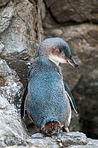 Little blue (White-flippered) penguin (Eudyptula minor albosignata) showing uropygial gland in tail, which produces oils for keeping feathers in good condition. Flea Bay, Banks Peninsula, South Island...