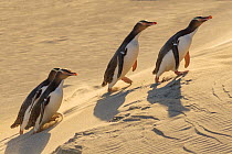 Four Yellow-eyed penguins (Megadyptes antipodes) walking up a sand dune towards their nests, Otago Peninsula, Otago, South Island, New Zealand. September. Endangered Species.