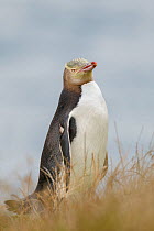 Yellow-eyed penguin (Megadyptes antipodes) standing in grass with the ocean in the background. Portrait. Otago Peninsula, Otago, South Island, New Zealand. January. Endangered Species.