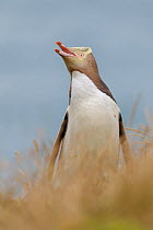 Yellow-eyed penguin (Megadyptes antipodes) standing in grass vocalising, with the ocean in the background. Portrait. Otago Peninsula, Otago, South Island, New Zealand. January.
