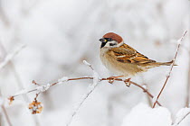 Eurasian Tree Sparrow (Passer montanus) perched on branch in snow. Southern Norway. January.
