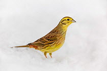 Male Yellowhammer (Emberiza citrinella) perched on snow. Southern Norway, December.
