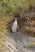 Yellow-eyed penguin (Megadyptes antipodes) emerging from  dense vegetation. Otago Peninsula, Otago, South Island, New Zealand, January. Endangered Species.
