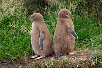 Two Yellow-eyed penguin (Megadyptes antipodes) chicks standing back to back. Otago Peninsula, Otago, South Island, New Zealand, January. Endangered Species.
