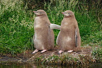 Two Yellow-eyed penguin (Megadyptes antipodes) chicks standing together. Otago Peninsula, Otago, South Island, New Zealand, January. Endangered Species.