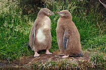 RF- Two Yellow-eyed penguin (Megadyptes antipodes) chicks standing together. Otago Peninsula, Otago, South Island, New Zealand, January. Endangered Species. (This image may be licensed either as right...