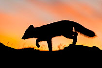 Arctic fox (Alopex / Vulpes lagopus) stalking / hunting silhouetted against a colourful sky at sunset. Dovrefjell National Park, Norway, September.