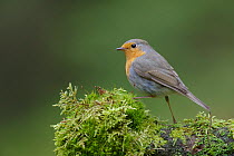 European robin (Erithacus rubecula) standing on moss covered log while searching for food. Southern Norway. May.