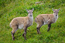 Two juvenile Alpine ibex (Capra ibex) standing in green grass. Bernese Alps, Switzerland. August.