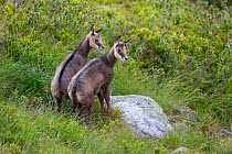 Two juvenile Chamois (Rupicapra rupicapra) standing together. Bernese Alps, Switzerland. August.
