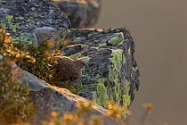 Rock Ptarmigan (Lagopus muta) female in summer plumage, sitting on rock. Bernese Alps, Switzerland. August.