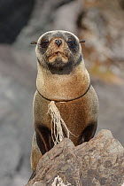 Young New Zealand fur seal (Arctocephalus forsteri) with part of a fishing net wrapped around neck. Kaikoura, New Zealand. February.