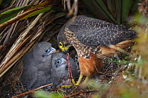Female New Zealand Falcon (Falco novaeseelandiae) with prey, feeding two chicks at nest. Oreti River, Mossburn, Southland, South lsland, New Zealand, January. Endemic.
