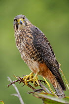 RF- Female New Zealand Falcon (Falco novaeseelandiae) perched on flax plant. Oreti Valley, South Island, New Zealand. January. Endemic. (This image may be licensed either as rights managed or royalty...
