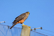 Female New Zealand Falcon (Falco novaeseelandiae) perched on fence post. Oreti Valley, South Island, New Zealand. January. Endemic.