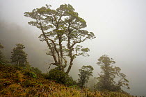 Silver beech (Lophozonia / Nothofagus menzeseii) in mist. Arawhata River, West Coast, South Island, New Zealand. January.