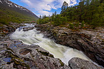 Driva River entering the Magalaupet Gorge. Oppdal, Sor-Trondelag, Norway. May 2009.