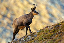 RF- Male / Buck Chamois (Rupicapra rupicapra) walking up ridge with sunlit mountain in background. Lauson's Valley, Gran Paradiso National Park, Italy, September. (This image may be licensed either as...