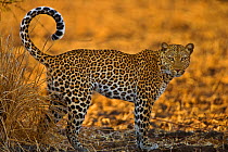 African leopard (Panthera pardus) South Luangwa, Zambia.