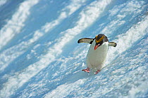 Macaroni Penguin (Eudyptes chrysolophus) sliding down glacier, South Georgia. See 0150019 for cropped version.