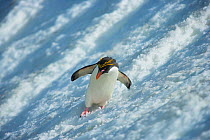 Macaroni Penguin (Eudyptes chrysolophus) sliding down glacier, South Georgia. Crop of 01500168.