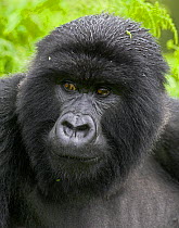 Mountain gorilla (Gorilla beringei beringei) portrait of blackback male, Virunga Mountains, Rwanda