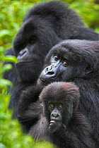 Mountain gorilla (Gorilla beringei beringei) mother with young, and silverback in background. Virunga Mountains, Rwanda. Non-ex.