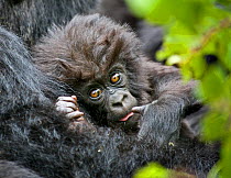 Mountain gorilla (Gorilla beringei) baby held by mother, Rwanda