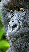 Mountain gorilla (Gorilla beringei) female portrait, Rwanda.