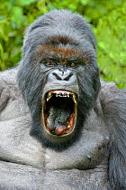 Mountain gorilla (Gorilla beringei) silverback yawning with mouth wide open. Rwanda.