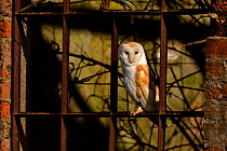 Barn owl (Tyto alba) in old window, UK, March.