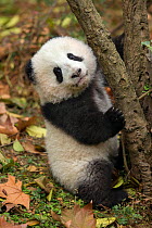 Giant panda (Ailuropoda melanoleuca) Chengdu, China. Endangered species, captive.