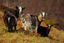 Feral goat (Capra aegagrus hircus) females with kid, Scotland, UK, April.