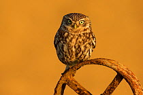 Little owl (Athene noctua) on old wheel, UK, April.