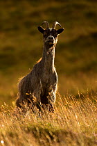 Feral goat (Capra aegagrus) on hillside, Scotland, UK, August.