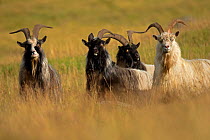 Feral goats (Capra aegagrus) on hillside, Scotland, UK, August.