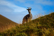 Feral goat (Capra aegagrus) on hillside, Scotland, UK, August.