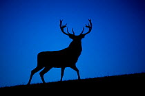 Red deer (Cervus elaphus) stag silhouetted at dusk, Wales, UK. Captive in deer park.