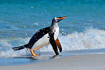 Gentoo penguin (Pygoscelis papua) surfing onto beach, Carcass Island, Falkland Islands.